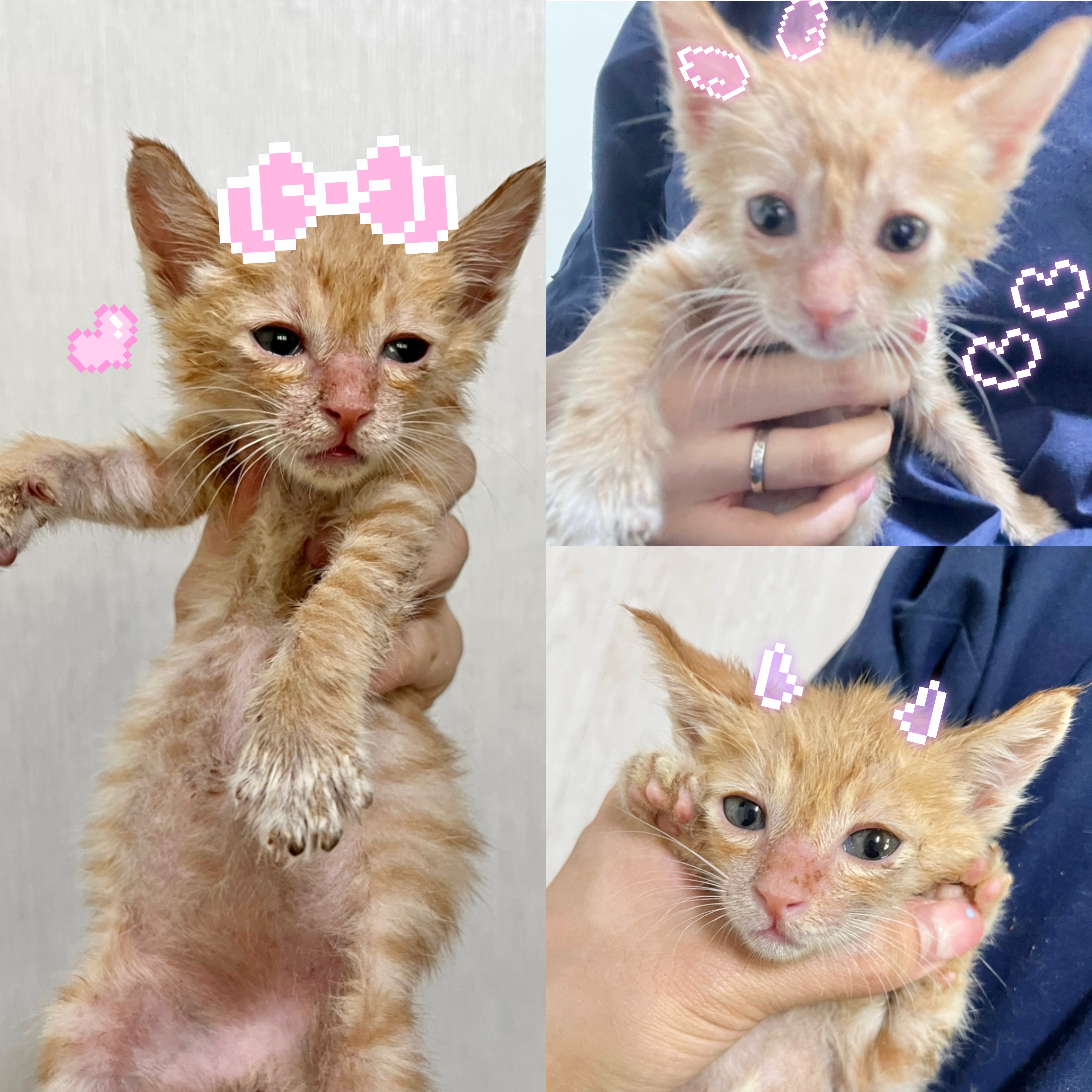 경주동물사랑보호센터_447505202500430